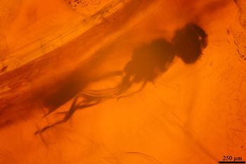 Media type: image;   Entomology PALE-18591
